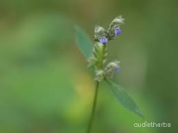 Rungia pectinata flower4.jpg